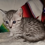 Mau, silver, female, DOB 4-1-20