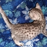 Mau, silver, female, DOB 4-1-20