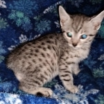 Mau, silver, female, DOB 4-1-20