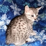 Mau, silver, female, DOB 4-1-20