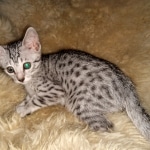 Mau, silver, female, DOB 4-1-20