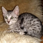 Mau, silver, female, DOB 4-1-20