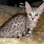 Mau, silver, female, DOB 4-1-20