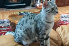 Imi Mau Silver Female #4 DOB 12-19-14