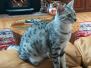 Imi Mau Silver Female #4 DOB 12-19-14