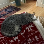 Imi, silver, Egyptian Mau, 12/19/14