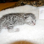 Imi, silver, Egyptian Mau, 12/19/14