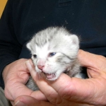 Imi, silver, Egyptian Mau, 12/19/14