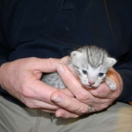 Imi, silver, Egyptian Mau, 12/19/14