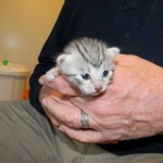 Imi, silver, Egyptian Mau, 12/19/14