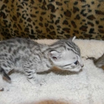 Imi, silver, Egyptian Mau, 12/19/14