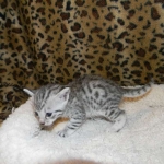 Imi, silver, Egyptian Mau, 12/19/14