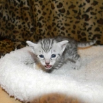 Imi, silver, Egyptian Mau, 12/19/14