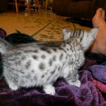 Imi, silver, Egyptian Mau, 12/19/14