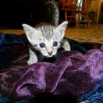 Imi, silver, Egyptian Mau, 12/19/14
