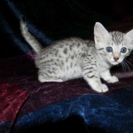 Imi, silver, Egyptian Mau, 12/19/14