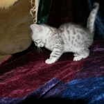 Imi, silver, Egyptian Mau, 12/19/14