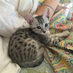 Imi, silver, Egyptian Mau, 12/19/14