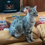 Imi, silver, Egyptian Mau, 12/19/14