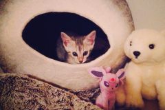 Lyra Mau Silver Female #5 DOB 12-19-14