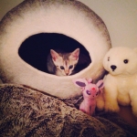 Lyra in her new home.jpg