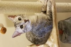 Kissa, Egyptian Mau Silver Female #6 DOB 12-19-14