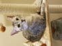 Kissa, Egyptian Mau Silver Female #6 DOB 12-19-14