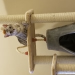 Kissa, Taia, Egyptian Mau, silver female