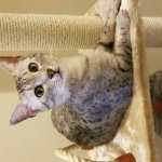 Kissa, Taia, Egyptian Mau, silver female