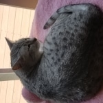 Kissa, Taia, Egyptian Mau, silver female