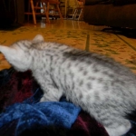 Egyptian Mau, silver female Taia DOB 12-19-14