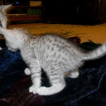 Egyptian Mau, silver female Taia DOB 12-19-14
