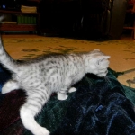 Egyptian Mau, silver female Taia DOB 12-19-14