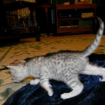 Egyptian Mau, silver female Taia DOB 12-19-14