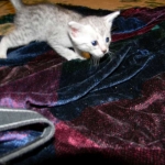 Egyptian Mau, silver female Taia DOB 12-19-14