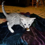Egyptian Mau, silver female Taia DOB 12-19-14