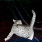 Egyptian Mau, silver female Taia DOB 12-19-14