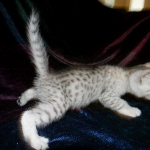 Egyptian Mau, silver female Taia DOB 12-19-14