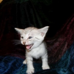 Egyptian Mau, silver female Taia DOB 12-19-14