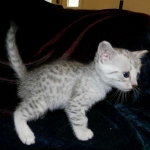 Egyptian Mau, silver female Taia DOB 12-19-14