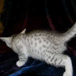 Egyptian Mau, silver female Taia DOB 12-19-14