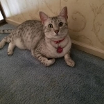 Taia, Egyptian Mau, silver female