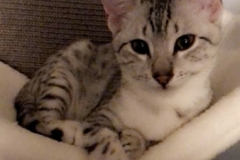 Piper Murphy Mau Silver female dark DOB 10-4-18