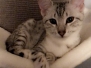 Piper Murphy Mau Silver female dark DOB 10-4-18