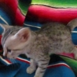 Mau, Silver, Female, DOB 10-4-18