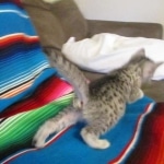 Mau, Silver, Female, DOB 10-4-18