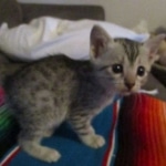 Mau, Silver, Female, DOB 10-4-18