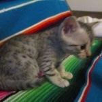 Mau, Silver, Female, DOB 10-4-18