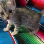 Mau, Silver, Female, DOB 10-4-18