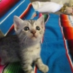 Mau, Silver, Female, DOB 10-4-18